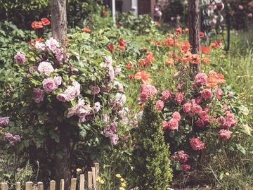 Blumenwiese